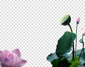 Flora Bud Plant stem Close-up , Lotus leaf transparent background PNG clipart