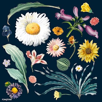 Floral background pattern | Free stock vector - 545039