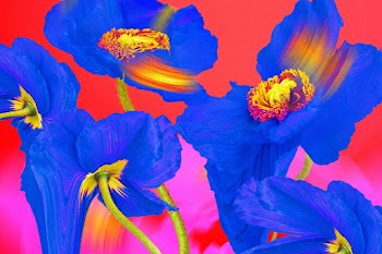 Floral background PSD, blue poppy psychedelic… | Free stock illustration | High Resolution graphic