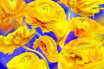 Floral background PSD, yellow buttercup… | Free stock illustration | High Resolution graphic