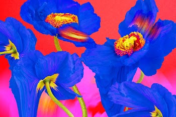 Floral background vector, blue poppy… | Free stock illustration | High Resolution graphic