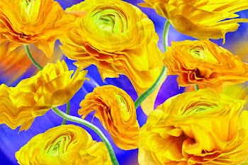 Floral background vector, yellow buttercup… | Free stock illustration | High Resolution graphic