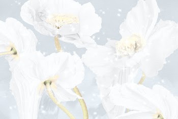 Floral background, white poppy abstract art | Free stock illustration | High Resolution graphic