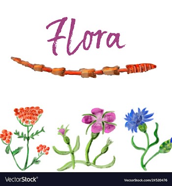 Floral card design garden flower lavender pink vector image