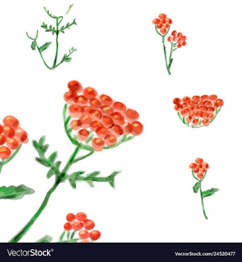 Floral card design garden flower lavender pink vector image