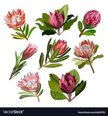 floral collection of protea flowers