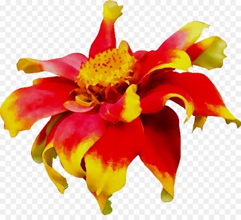 Floral design Alstroemeriaceae Cut flowers Canna -  