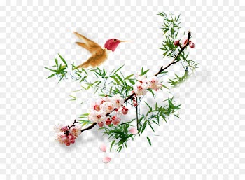 Floral design Apricot Plum blossom Flower - Flowers 