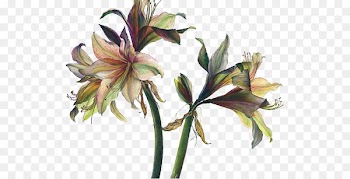 Floral design Art Watercolor painting Drawing - lily 