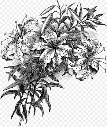 Floral design Clip art Drawing - design 