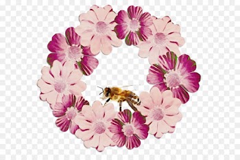 Floral Design, Cut Flowers, Chrysanthemum, Pink, Flower PNG
