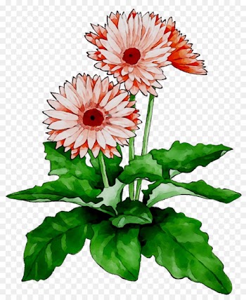 Floral design Cut flowers Chrysanthemum Transvaal daisy -  