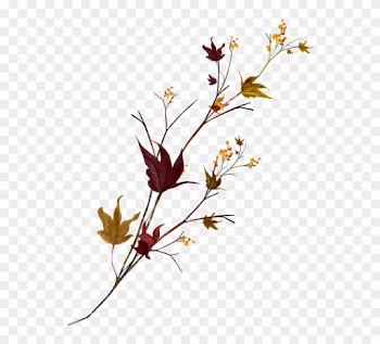 Floral Design Cut Flowers Clip Art - Maple Leaf