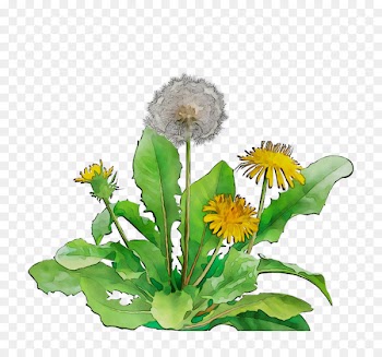 Floral design Cut flowers Dandelion -  