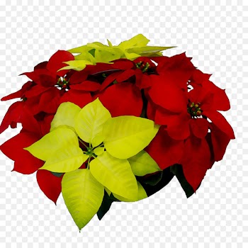 Floral design Cut flowers Flower bouquet Annual plant -  