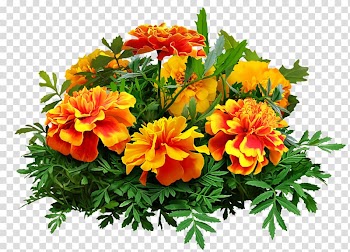 Floral design Cut flowers Flower bouquet Gift, flower transparent background PNG clipart