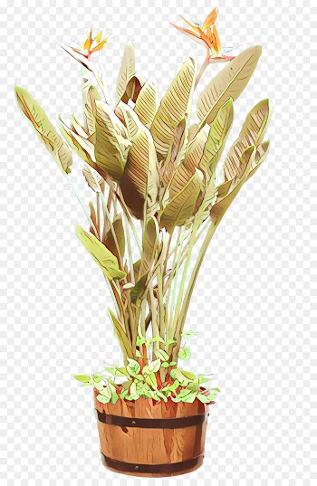 Floral Design, Cut Flowers, Flower, Flowering Plant PNG