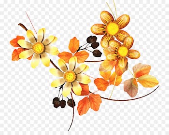 Floral Design, Cut Flowers, Flowering Plant, Orange, Flower PNG
