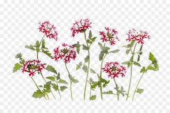 Floral design Cut flowers Herbaceous plant Plant stem Annual plant -  