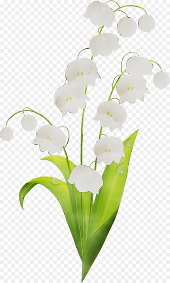 Floral design Cut flowers Moth orchids Plant stem -  