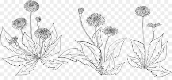 Floral design Cut flowers Plant stem - diente de leon dibujo 