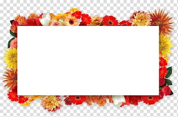 Floral design Cut flowers Transvaal daisy Frames, design transparent background PNG clipart