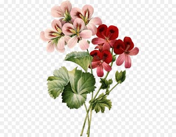 Floral design Cut flowers Vintage clothing Clip art - flower 
