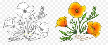 Floral design Drawing California poppy Watercolor painting -  