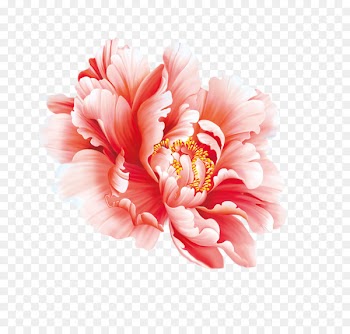Floral design Flower Painting in Watercolor Peony Chinese painting - Peony 