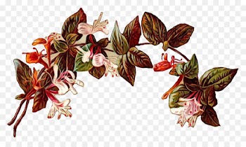 Floral Design, Flower, Rose, Plant PNG