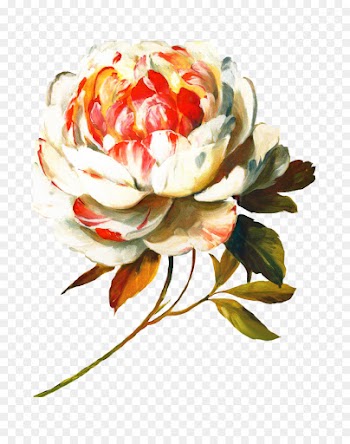Floral Design, Flower, Rose, Plant PNG