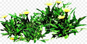 Floral design Herb - gazania infographic 