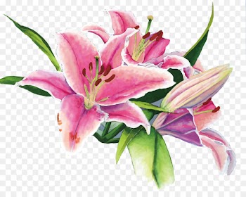 Floral design Lilium Watercolor painting - Vector Lily 