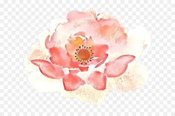 Floral Design, Paper, Rose Family, Pink, Flower PNG