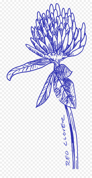 Floral design Perennial Collective Cut flowers Leaf - ground morning glory blue 