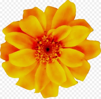 Floral design Portable Network Graphics Flower Clip art Image -  