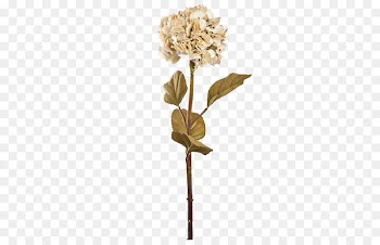 Floral design Pressed flower craft Petal - Dry flower elements 