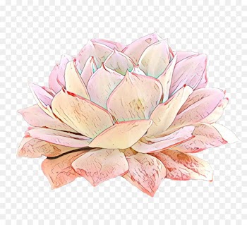 Floral Design, Rose, Cut Flowers, Pink, Flower PNG