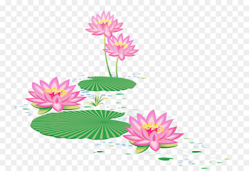Floral design บัว Sacred Lotus Vector graphics - painting png ...