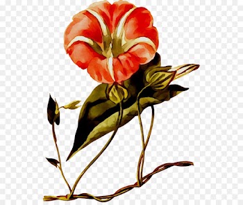Floral Design, Tulip, Cut Flowers, Flower, Plant PNG