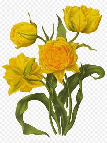 Floral design Tulip Drawing Illustration - Like the sun tulip picture material 