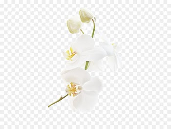 Floral design Wedding Ceremony Supply Cut flowers White - White orchid decoration pattern 