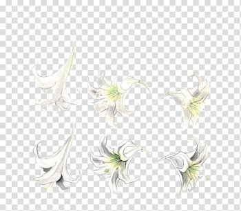 Floral design Wedding Ceremony Supply Pattern, White lily transparent background PNG clipart