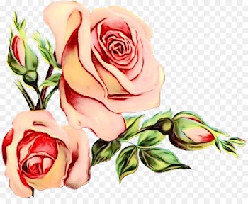 Floral Design, Wedding Invitation, Garden Roses, Rose PNG
