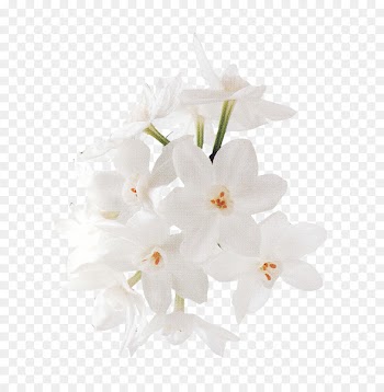 Floral design White Flower - Bouquet of flowers vector material,White flowers 
