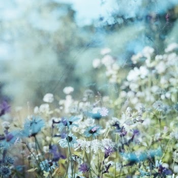 Floral double exposure shot on 120 film