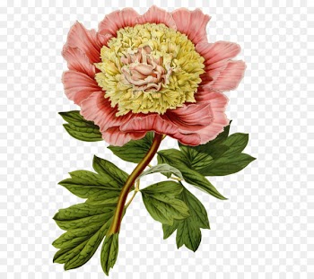 Floral Illustrations Botanical illustration Flower Illustration Clip art - flower 