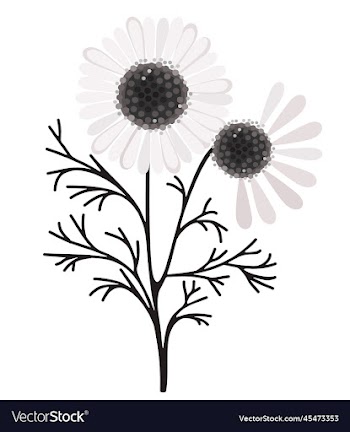 floral of camomiles on white