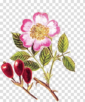 Floral, pink rose flower and rose hips art transparent background PNG clipart