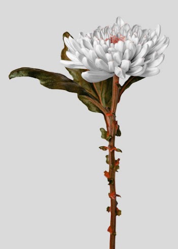 Floral poster, greige flower, botanical | Free Photo - rawpixel
